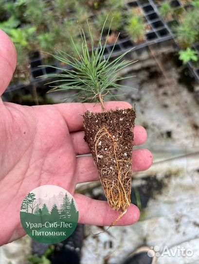 Сеянцы зкс Сосна окс Ель Лиственница Горная