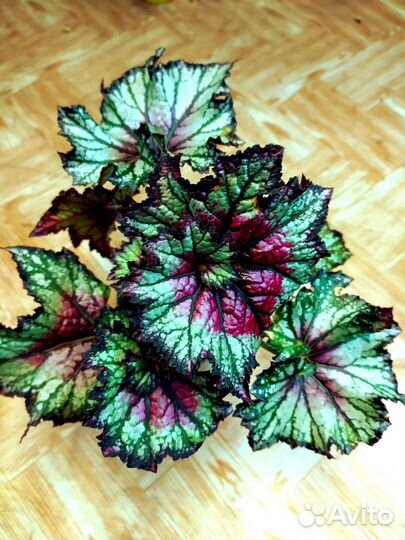 Бегония Рекс Белиф