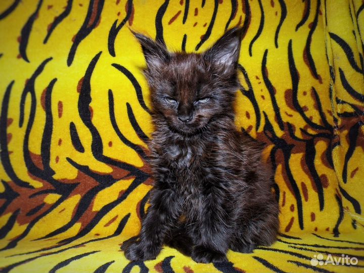 Котята мейн-кун