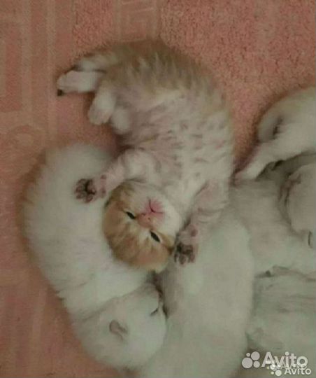 Британский кот вязка