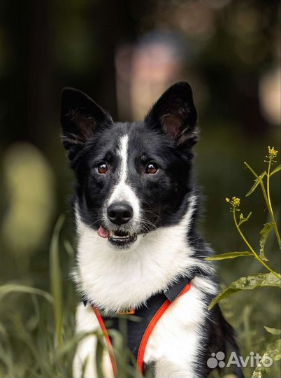 Собака в добрые руки