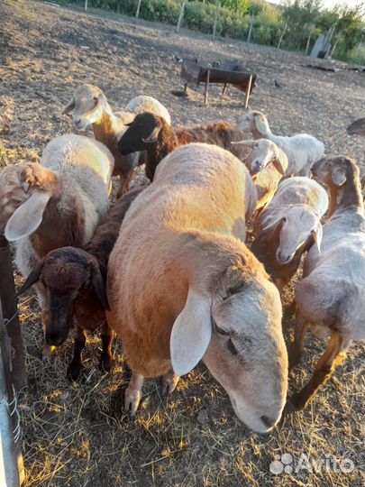 Баран гиссар на племя