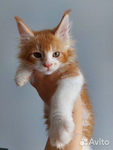 Кукольный котик Мейн-кун объявление продам