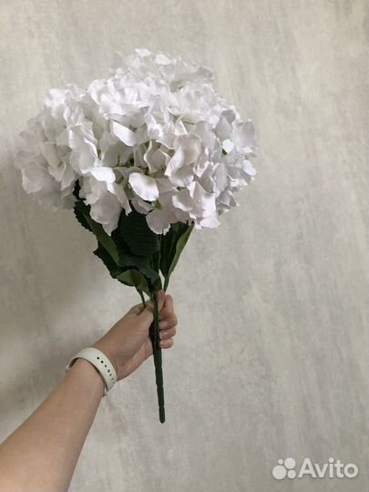 Гортензия декоративная крупная