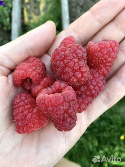 Саженцы малина ремонтантная Карамелька