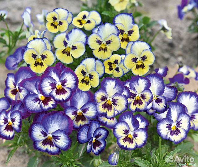 Съедобные цветы