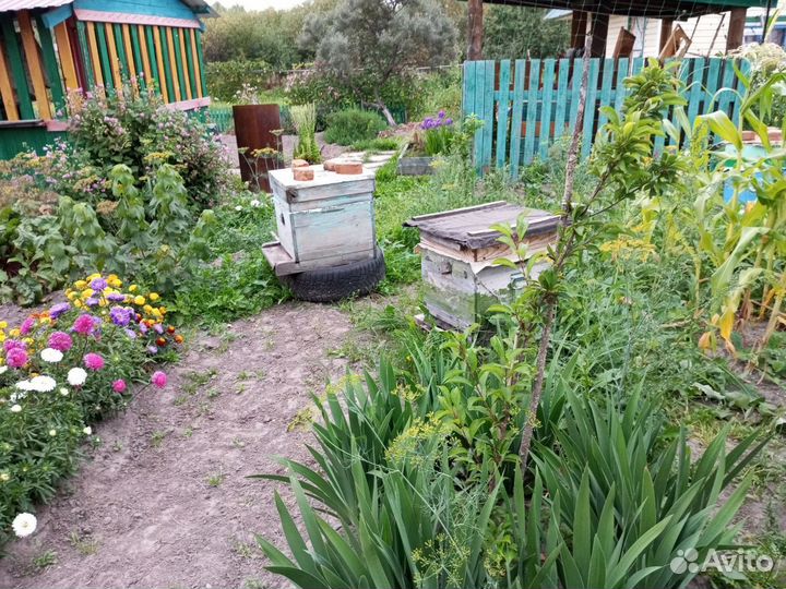 Ульи с пчелами