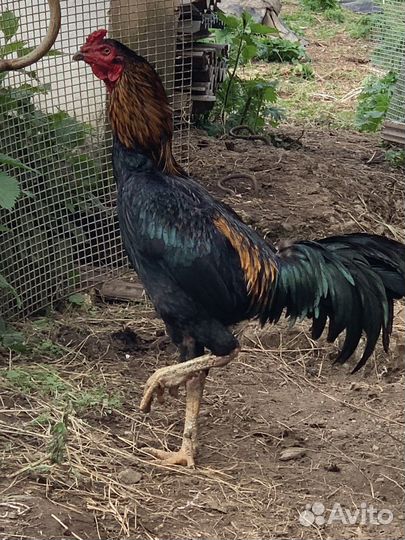 Бойцовые курицы