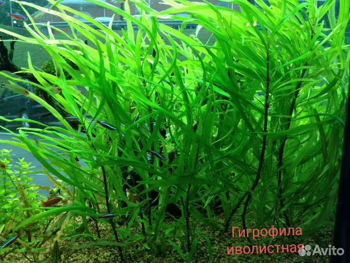 Аквариумные растения прополка