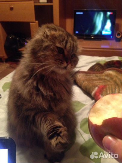 Домашние животные бесплатно