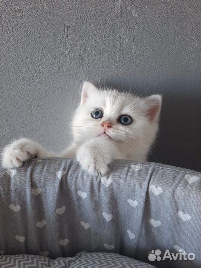 Шотландский котенок, девочка. шиншилла золото