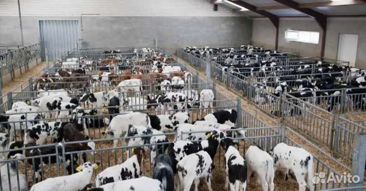 Телята бычки