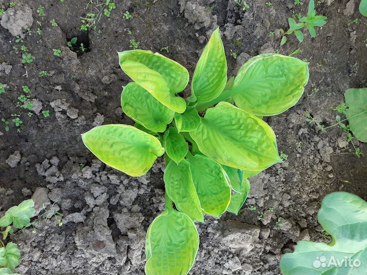 Папоротник садовый и хосты
