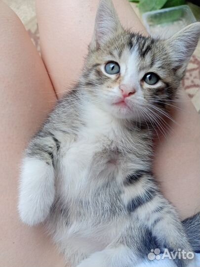 Котята в добрые руки даром