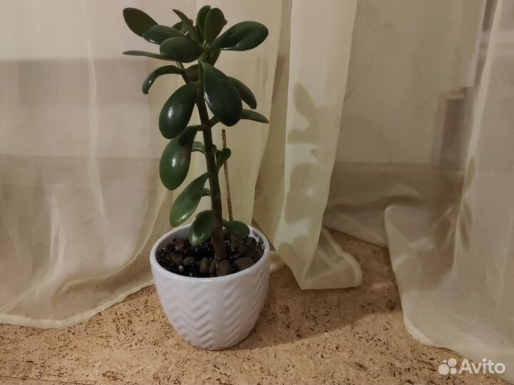 Толстянка или 