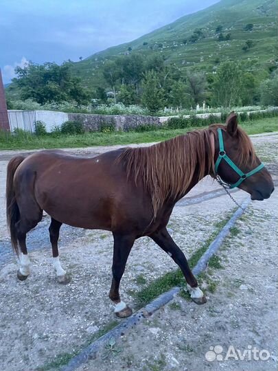 Продам лошадь