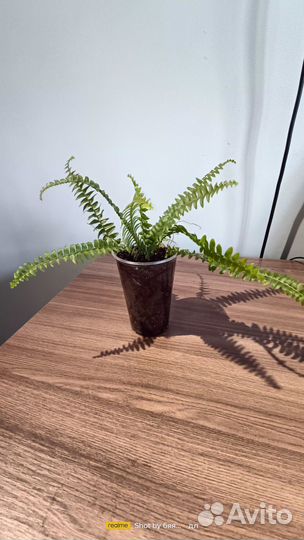 Хлорофитум