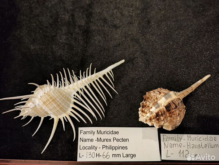 Морская раковина