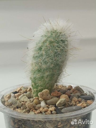 Кактусы эспостоа ланата и Эхинопсис