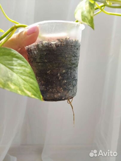 Сциндапсус golden queen