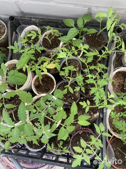 Рассада помидор
