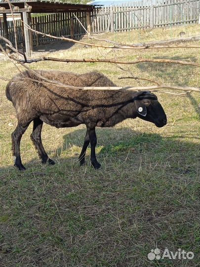 Продам баранов