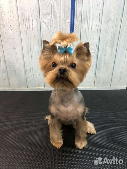 Груминг собак и не агрессивных кошек