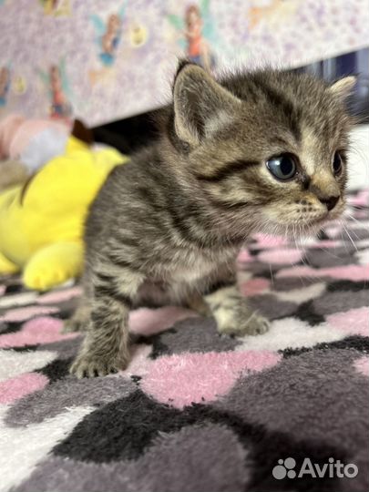 Британские котята