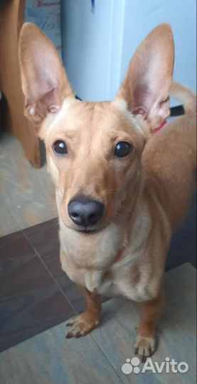 Собачка в добрые руки