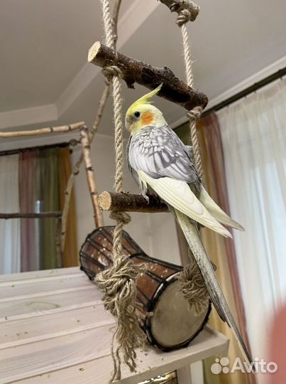 Птенцы кореллы