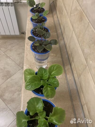 Фиалка Сортовая