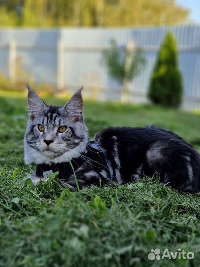 Кот Мейн-Кун вязка