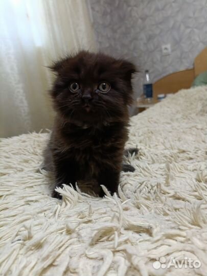 Британские котята