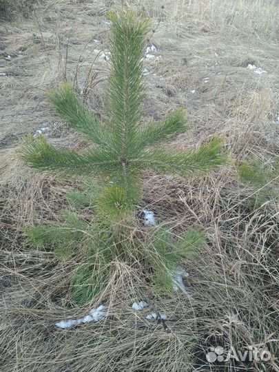 Саженцы сосны