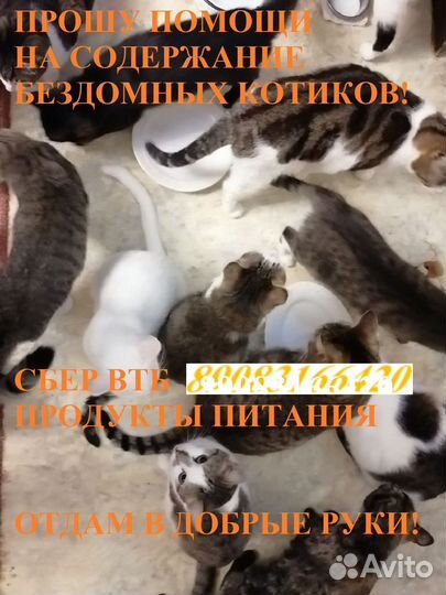 Котики очень надеются на Вашу помощь