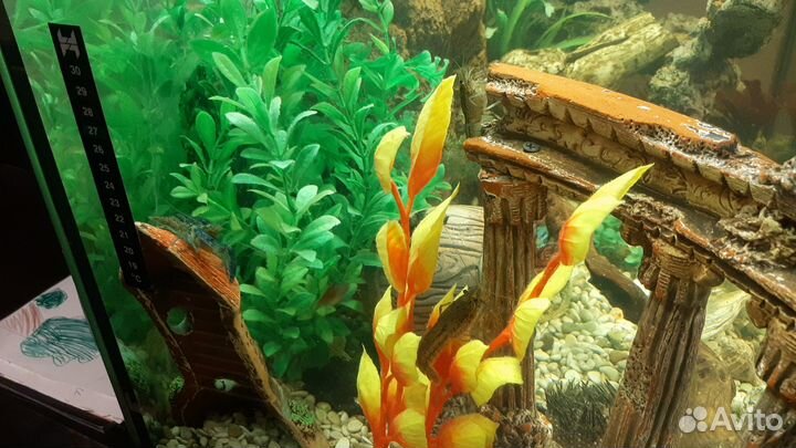 Аквариумные раки