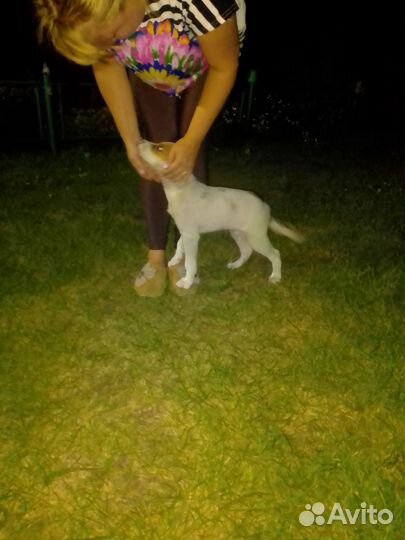 Щенок в добрые руки бесплатно