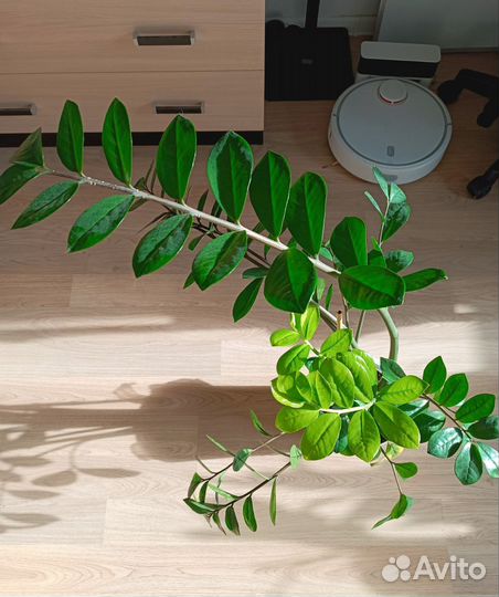 Замиокулькас