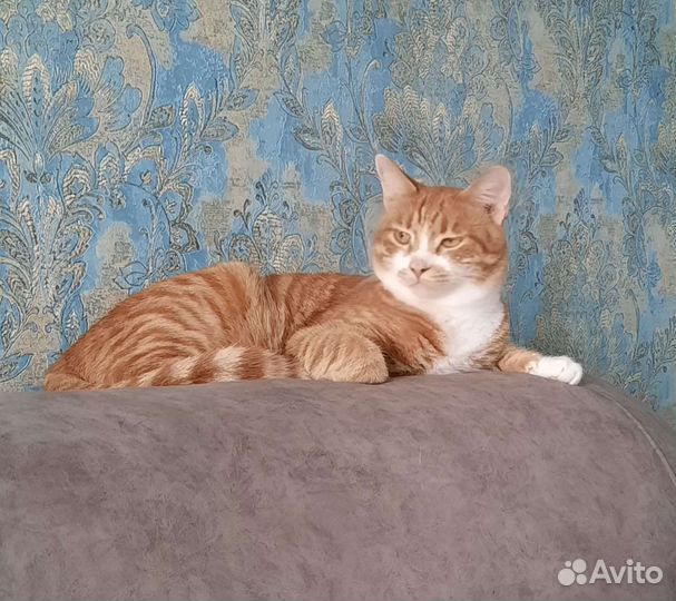 Передержка домашних животных