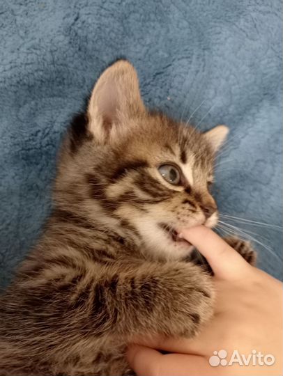 Котенок в добрые руки, мальчик