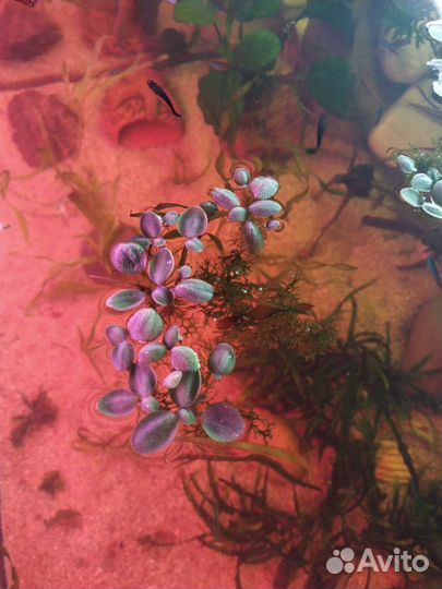 Аквариумные растения