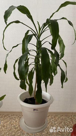 Драцена душистая