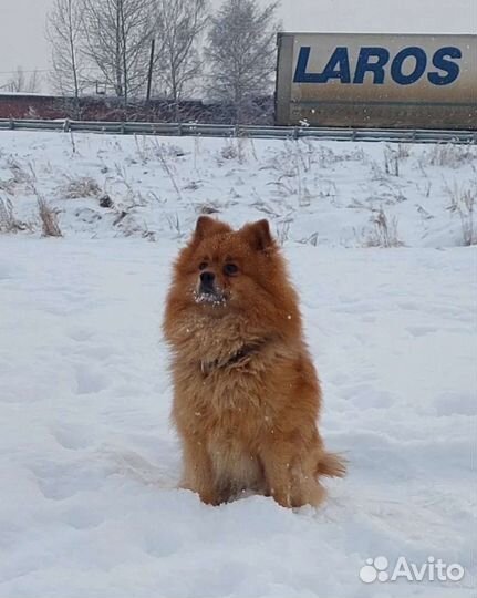 Вязка, Средний шпиц