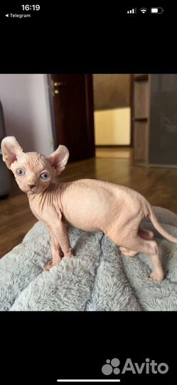 Котята сфинкс эльф