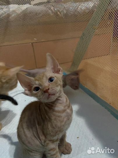 Донской сфинкс котята