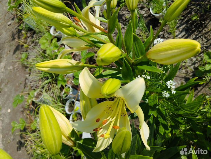 Лилии луковицы