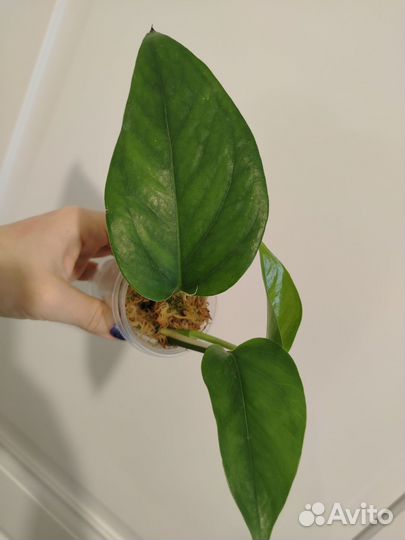 Сциндапсус эпипремнум