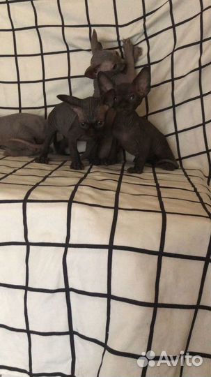 Канадский сфинкс