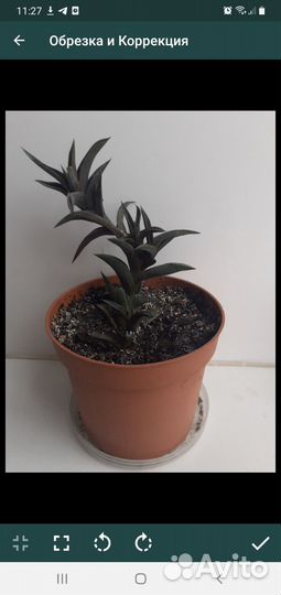 Хавортия извилистая