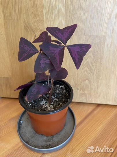 Кислица оксалис фиолетовая